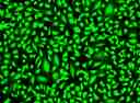 Image of HeLa cells stained with Cell Explorer&trade; Live Cell Labeling Kit *Green Fluorescence* (Cat#22607) in a Costar black wall/clear bottom 96-well plate. Cells were stained with&nbsp;Calcein Green&trade; for 30 minutes. Images were aquired with fluorescence microscopy with FITC filter.