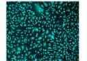 Image of CPA cells in 96-well Costar black wall/clear bottom plate stained with Cell Explorer™ Live Cell Labeling Kit *Green Fluorescence with 405 nm Excitation*(Cat#22615). Cells were stained using CytoCalcein™ Violet 500 for 30 minutes. Image was aquired with fluorescence microscope using Violet filter.