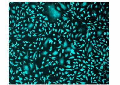Image of CPA cells in 96-well Costar black wall/clear bottom plate stained with Cell Explorer™ Live Cell Labeling Kit *Green Fluorescence with 405 nm Excitation*(Cat#22615). Cells were stained using CytoCalcein™ Violet 500 for 30 minutes. Image was aquired with fluorescence microscope using Violet filter.