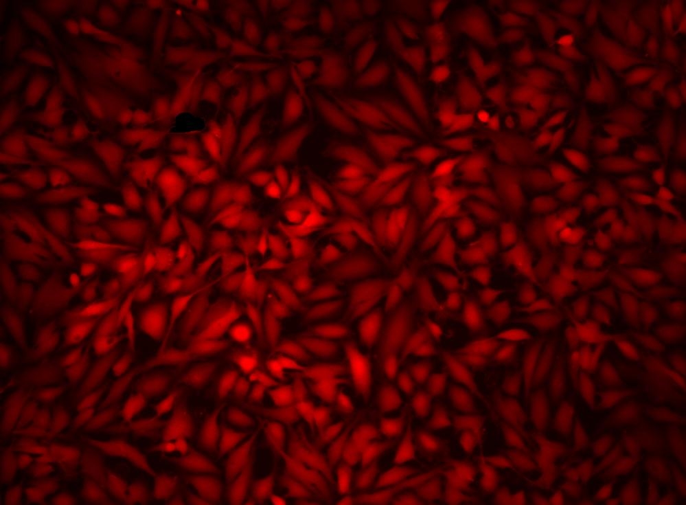 Fluorescence images of HeLa cells stained with Cell Explorer™ Live Cell Labeling Kits <em>Orange Fluorescence with 405 nm Excitation</em> (Cat#22616) in a Costar black wall/clear bottom 96-well plate. Cells were stained with CytoCalcein™ Violet 550 for 30 minutes. Image was aquired using fluorescence microscope.