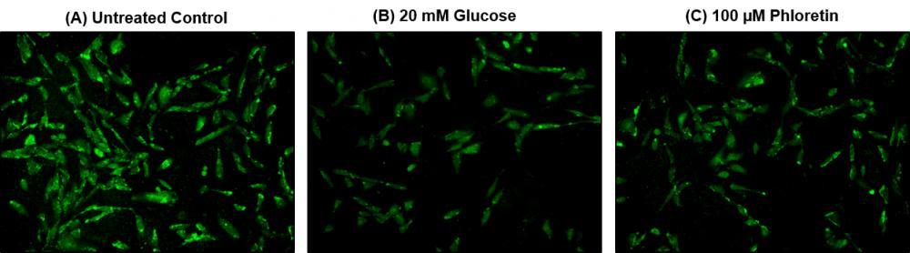 Fluorescence images of 2-NBDG uptake in CHO-K1 cells using Cell Meter™ 2-NBDG Glucose Uptake Assay Kit. CHO-K1 cells at 40,000 cells/well/100 µL were seeded overnight in a 96-well black wall/clear bottom plate. Cells were treated with 20 mM Glucose (B) or 100 µM Phloretin (C) at 37<sup>o</sup>C for 1 hour, then incubated with 100 µM 2-NBDG staining solution for 20 minutes. Untreated control cells were stained under the same conditions. The fluorescence signal was measured using a fluorescence microscope with FITC filter.