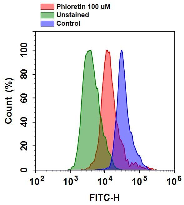 Flow cytometry of 2-NBDG uptake in CHO-K1 cells using Cell Meter™ 2-NBDG Glucose Uptake Assay Kit. CHO-K1 cells were treated with or without 100 µM Phloretin at 37 ºC for 1 hour, then incubated with 100 µM 2-NBDG staining solution for 20 minutes. To prepare adherent CHO-K1 cells for flow cytometry, EDTA was used to detach cells after staining. Fluorescence intensity was measured using ACEA NovoCyte flow cytometer in FITC channel.