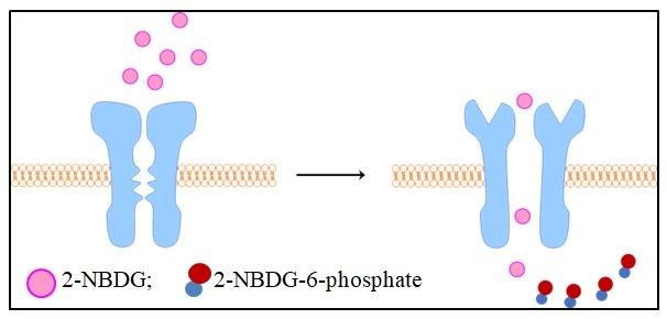 The Assay principle of 2-NBDG uptake in cells. Once 2-NBDG is uptaken in cells, it undergoes phosphorylation at C-6 position to give 2-NBDG-6-phosphate, which is well retained within the cells. The fluorescence intensity is proportional to the cell glucose uptaking activity.