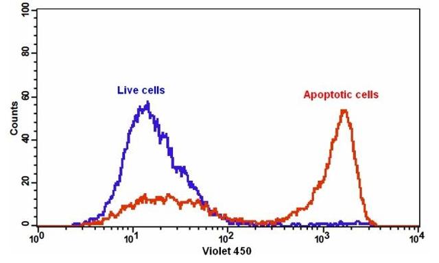 The detection of binding activity of Annexin V-mFluor&trade; Violet 450 and phosphatidylserine in Jurkat cells. Jurkat cells were treated without (Blue) or with 1 &micro;M staurosporine (Red) in a 37 &deg;C, 5% CO2 incubator for 5 hours, and then dye loaded with Annexin V-mFluor&trade; Violet 450 for 30 minutes. The fluorescence intensity of Annexin V-mFluor&trade; Violet 450 was measured with a FACSCalibur (Becton Dickinson) flow cytometer using 405 nm laser at Ex/Em = 405/450 nm.