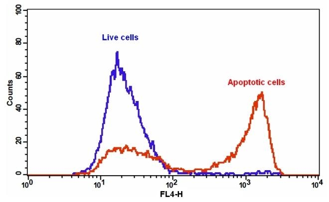 The detection of binding activity of Annexin V-iFluor® 647 and phosphatidylserine in Jurkat cells. Jurkat cells were treated without (Blue) or with 1 µM staurosporine (Red) in a 37 °C, 5% CO2 incubator for 4-5 hours, and then dye loaded with Annexin V-iFluor® 647 for 30 minutes. The fluorescence intensity of Annexin V-iFluor® 647 was measured with a FACSCalibur (Becton Dickinson) flow cytometer using the FL4 channel.