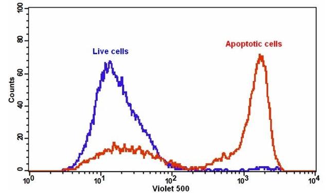 The detection of binding activity of Annexin V-mFluor™ Violet 500 and phosphatidylserine in Jurkat cells. Jurkat cells were treated without (Blue) or with 1 µM staurosporine (Red) in a 37 °C, 5% CO2 incubator for 5 hours, and then dye loaded with Annexin V-mFluor™ Violet 500 for 30 minutes. The fluorescence intensity of Annexin V-mFluor™ Violet 500 was measured with a FACSCalibur (Becton Dickinson) flow cytometer using 405 nm laser at Ex/Em = 405/500 nm.