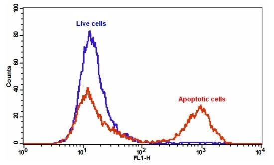 The detection of binding activity of Annexin V-iFluor® 488 and phosphatidylserine in Jurkat cells. Jurkat cells were treated without (Blue) or with 20 µM camptothecin (Red) in a 37 °C, 5% CO2 incubator for 4-5 hours, and then dye loaded with Annexin V-iFluor® 488 for 30 minutes. The fluorescence intensity of Annexin V-iFluor® 488 was measured with a FACSCalibur (Becton Dickinson) flow cytometer using the FL1 channel.