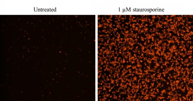 Images of Jurkat cells in a Costar black wall/clear bottom 96-well plate stained with Cell Meter Annexin V Binding Apoptosis Assay Kit *Orange Fluorescence*. (Left): Untreated control cells. (Right): Cells treated with 1 μM staurosporine for 5 hours.