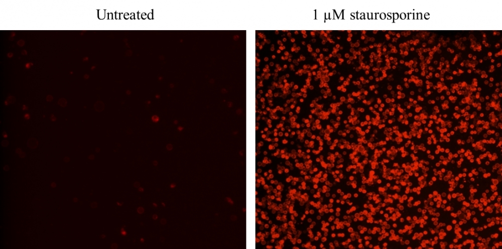 Images of Jurkat cells in a Costar black wall/clear bottom 96-well plate stained with Cell Meter Annexin V Binding Apoptosis Assay Kit *Red Fluorescence*. (Left): Untreated control cells. (Right): Cells treated with 1 μM staurosporine for 5 hours.