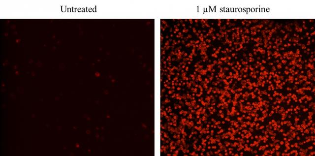Images of Jurkat cells in a Costar black wall/clear bottom 96-well plate stained with Cell Meter Annexin V Binding Apoptosis Assay Kit *Red Fluorescence*. (Left): Untreated control cells. (Right): Cells treated with 1 μM staurosporine for 5 hours.