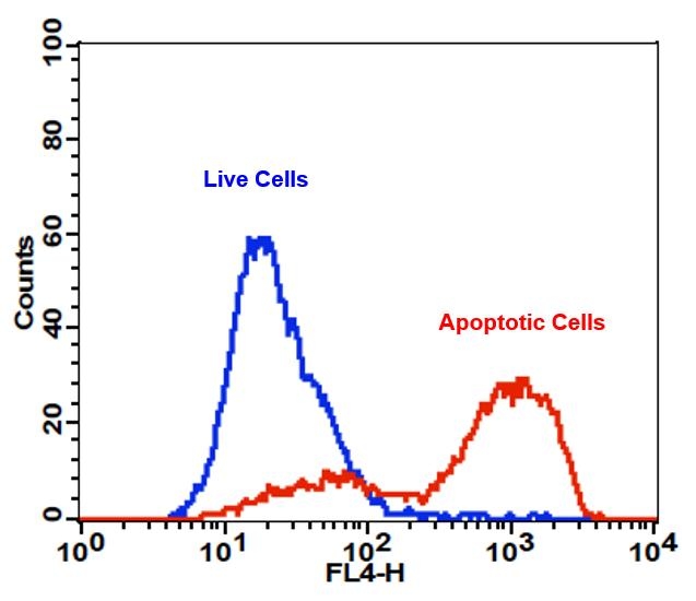 The detection of binding activity of APC-Annexin V to phosphatidylserine in Jurkat cells with Cell Meter™ APC-Annexin V Binding Apoptosis Assay Kit. Jurkat cells were treated without (Blue) or with 1 µM staurosporine (Red) in a 37 °C, 5% CO2 incubator for ~4 hours, and then dye loaded with APC-Annexin V for 30 minutes. The fluorescence intensity of APC-Annexin V was measured with a FACSCalibur (Becton Dickinson) flow cytometer using the FL4 channel.
