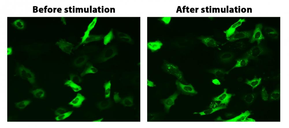Translocation of beta-arrestin in HeLa cells. HeLa cells were transiently transfected with beta-arrestin-GFP and vasopressin receptor 2 (V2R). HeLa cells were cultured in a 6-well plate and grown to ~60% confluence. &nbsp;Equal amounts of beta-arrestin-GFP (1.5 &micro;g) and V2R plasmids (1.5 &micro;g) were transfected with 9 &micro;L of Transfectamine&trade; 5000. Cells were transferred to a 96-well plate ~ 30 hours after transfection. Vasopressin (1 &micro;M) was added to the cells ~ 48 hours after transfection to induce beta-arrestin-GFP translocation. Images were taken before and 2 hours after the vasopressin treatment under a fluorescent microscope using the FITC channel.