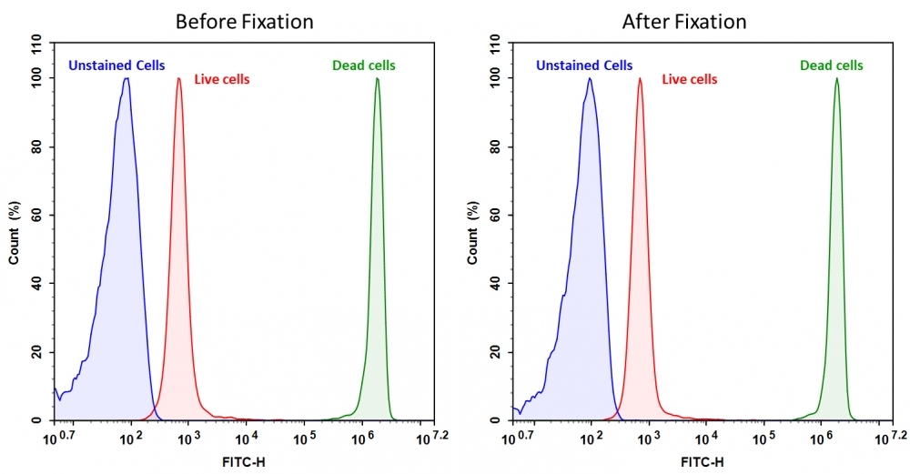 Detection of Jurkat cell viability by Cell Meter™ fixable viability dye. Jurkat cells were treated and stained with Cell Meter™ BX520 (Cat#22510), and then fixed in 3.7% formaldehyde and analyzed by flow cytometry.  The dead cell population (Green peak)  is easily distinguished from the live cell population (Red peak)  with FITC channel, and nearly identical results were obtained before and after fixation.
