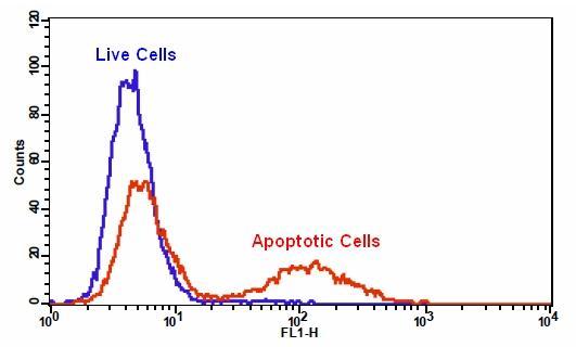 Detection of caspase 3/7 activities using Cell Meter™ Caspase 3/7 Activity Apoptosis Assay Kit in Jurkat cells. TF2-DEVD-FMK fluorescence intensity was induced with the addition of camptothecin. Jurkat cells were treated without (Blue) or with 20 µM camptothecin (Red) in a 37 °C, 5% CO2 incubator for 4-5 hours, and then dye loaded with TF2-DEVD-FMK for 1 hour. Response was measured using BD FACSCalibur using FL1 channel.
