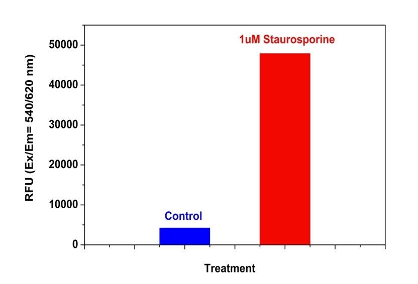 Detection of Caspase 3/7 Activities in Jurkat cells. Jurkat cells were seeded on the same day at 200,000 cells/90 µL/well in a Costar black wall/clear bottom 96-well plate. The cells were treated with or without 1 µM of staurosporine for 5 hours. The caspase 3/7 working solution (100 µL/well) was added and incubated at room temperature for 1 hour. The fluorescence intensity was measured at Ex/Em = 540/620 nm (Cutoff = 610 nm) with FlexStation fluorescence microplate reader (Molecular Devices).