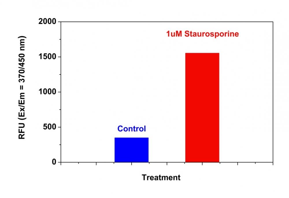 Detection of caspase 8 activity in Jurkat cells using Cell Meter™ Caspase 8 Activity Apoptosis Assay Kit *Blue Fluorescence*. Jurkat cells were seeded on the same day at 200,000 cells/90 µL/well in a Costar black wall/clear bottom 96-well plate. The cells were treated with or without 1 µM of staurosporine for 5 hours. The caspase 8 working solution (100 µL/well) was added and incubated at room temperature for 30 minutes. The fluorescence intensity was measured at Ex/Em = 370/450 nm (Cutoff = 420 nm) with a FlexStation™ microplate reader (Molecular Devices).