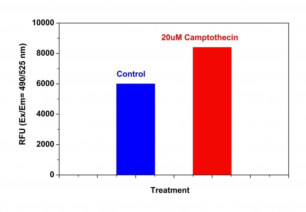 Detection of caspase 8 activities in Jurkat cells using Cell Meter™ Caspase 8 Activity Apoptosis Assay Kit. Jurkat cells were seeded on the same day at 200,000 cells/90 µL/well in a Costar black wall/clear bottom 96-well plate. The cells were treated with or without 20 µM of camptothecin for 4 hours. The caspase 8 Substrate working solution (100 µL/well) was added and incubated at room temperature for 1 hour. The fluorescence intensity was measured at Ex/Em = 490/525 nm (Cutoff = 515 nm) with a FlexStation™ microplate reader (Molecular Devices).
