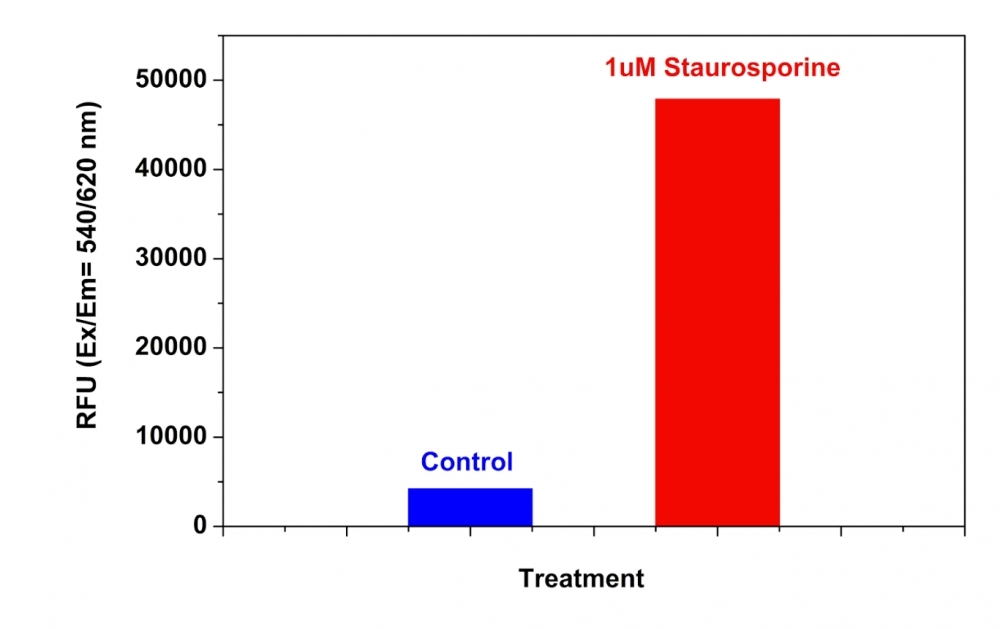 Detection of Caspase 8 Activities in Jurkat cells using Cell Meter™ Caspase 8 Activity Apoptosis Assay Kit *Red Fluorescence*. Jurkat cells were seeded on the same day at 200,000 cells/90 µL/well in a Costar black wall/clear bottom 96-well plate. The cells were treated with or without 1 µM of staurosporine for 5 hours. The caspase 8 Substrate working solution (100 µL/well) was added and incubated at room temperature for 1 hour. The fluorescence intensity was measured at Ex/Em = 540/620 nm (Cutoff = 610 nm) with FlexStation fluorescence microplate reader (Molecular Devices).