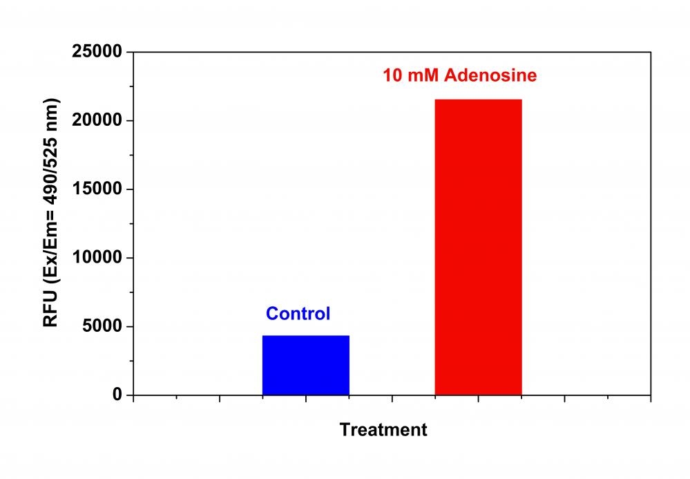 Detection of caspase 9 activities using Cell Meter™ Caspase 9 Activity Apoptosis Assay Kit in Jurkat cells. Jurkat cells were seeded at 200,000 cells/90 µL/well in a Costar black wall/clear bottom 96-well plate. The cells were treated with 10 mM adenosine for 48 hours while the untreated cells were used as control. The caspase 9 Substrate working solution (100 µL/well) was added and incubated at room temperature for 1 hour. The fluorescence intensity was measured at Ex/Em = 490/525 nm with a FlexStation™ microplate reader (Molecular Devices).