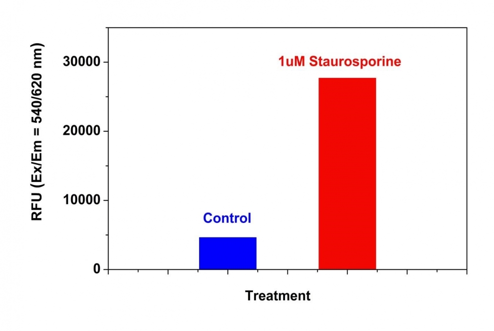 Detection of Caspase 9 Activities in Jurkat cells using Cell Meter™ Caspase 9 Activity Apoptosis Assay Kit *Red Fluorescence*. Jurkat cells were seeded on the same day at 300,000 cells/90 µL/well in a Costar black wall/clear bottom 96-well plate. The cells were treated with or without 1 µM of staurosporine for 4 hours. The caspase 9 Substrate working solution (100 µL/well) was added and incubated at room temperature for 1 hour. The fluorescence intensity was measured at Ex/Em = 540/620 nm (Cutoff = 610 nm) with FlexStation fluorescence microplate reader (Molecular Devices).