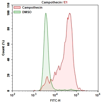 Cellular senescence was measured with Cell Meter™ Cellular Senescence Activity Assay Kit using a NovoCyte Flow Cytometer (ACEA Biosciences). HL-60 cells were incubated with Camptothecin for 6 hours to induce senescence and stained with Xite™ beta-D-galactopyranoside for 30 mins at 37<sup>o</sup>C. The signal was acquired using FITC channel in ACEA NovoCyte flow cytometer.