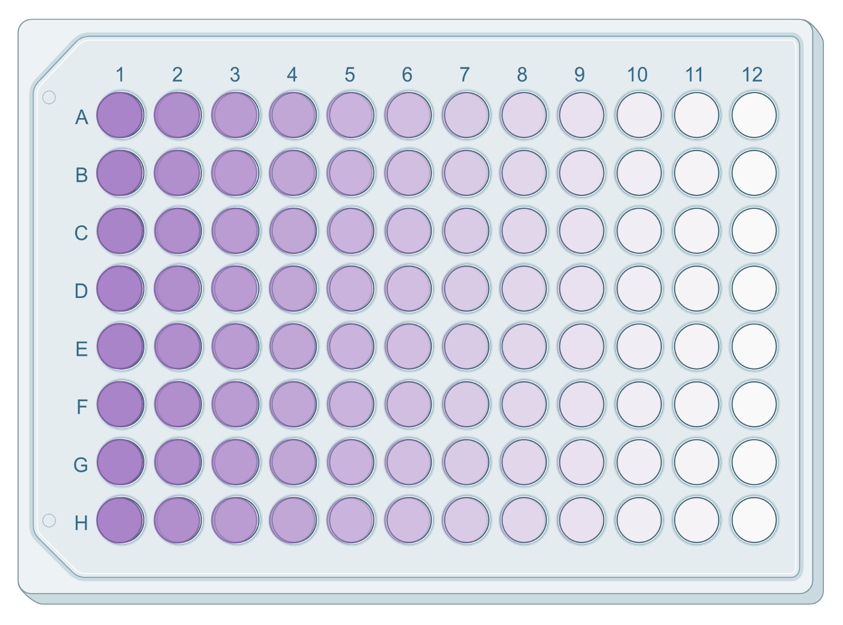 Example of an MTT assay performed in a 96-well microplate. As the intenisty of the purple signal decreases from lane 1 to lane 12, so decreases the number of viable metabolically active cells per well.