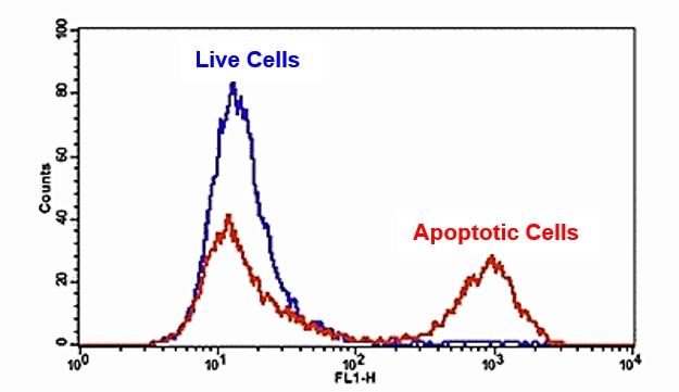 The detection of binding activity of FITC-Annexin V to phosphatidylserine in Jurkat cells using Cell Meter&trade; FITC-Annexin V Binding Apoptosis Assay Kit. Jurkat cells were treated without (Blue) or with 1 &mu;M staurosporine (Red) in a 37&ordm;C, 5% CO2 incubator for 4-5 hours, and then dye loaded for 30 minutes. The fluorescence intensity of FITC-Annexin V was measured with a FACSCalibur (Becton Dickinson, San Jose, CA) flow cytometer using the FL1 channel.
