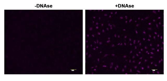 <strong>Fluorescence&nbsp;</strong><strong>images of TUNEL assay&nbsp;</strong><strong>with&nbsp;&nbsp;</strong><strong>HeLa cells.&nbsp;</strong>&nbsp;&nbsp;<br />HeLa cells were fixed and treated with or without DNAse for 60 mins at 37 &deg;C. The cells were then stained with Cell Meter&trade; Fixed Cell and Tissue TUNEL Apoptosis Assay Kit. DNA strand breaks showed intense fluorescent staining in DNAse treated cells. The signal was acquired with fluorescence microscope using Violet filter set.