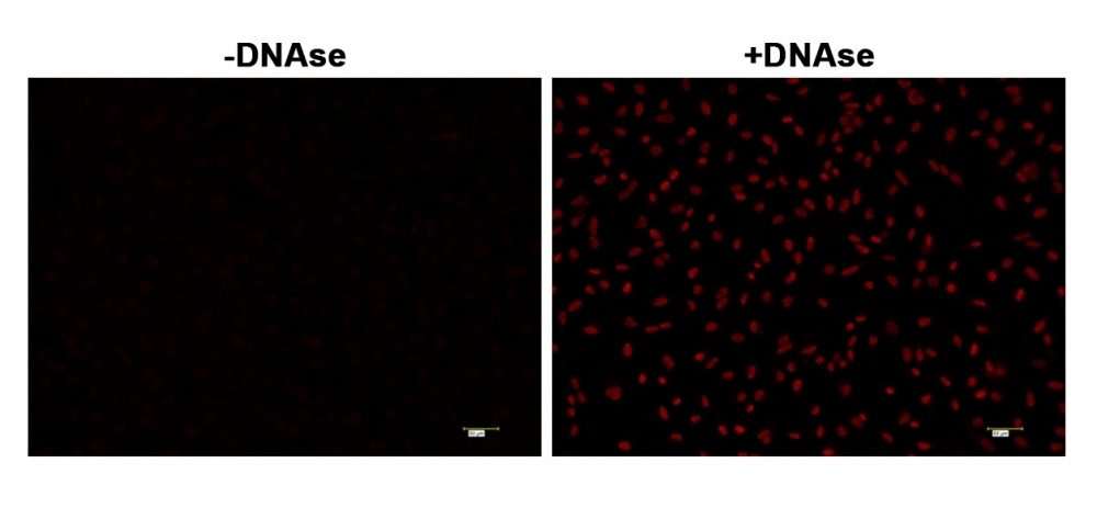 <strong>Fluorescence </strong><strong>images of TUNEL assay </strong><strong>with  </strong><strong>HeLa cells. </strong>  <br />HeLa cells were fixed and treated with or without DNAse for 60 mins at 37 °C. The cells were then stained with Cell Meter™ Fixed Cell and Tissue TUNEL Apoptosis Assay Kit (Cat#22855). DNA strand breaks showed intense fluorescent staining in DNAse treated cells. The signal was acquired with fluorescence microscope using a Cy5 filter set.<br> 
