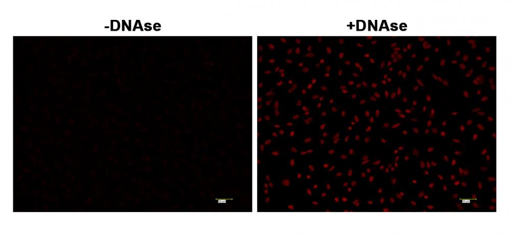 <strong>Fluorescence </strong><strong>images of TUNEL assay </strong><strong>with  </strong><strong>HeLa cells. </strong>  <br>HeLa cells were fixed and treated with or without DNAse for 60 mins at 37 °C. The cells were then stained with Cell Meter™ Fixed Cell and Tissue TUNEL Apoptosis Assay Kit (Cat#22855). DNA strand breaks showed intense fluorescent staining in DNAse treated cells. The signal was acquired with fluorescence microscope using a Cy5 filter set.<br> 