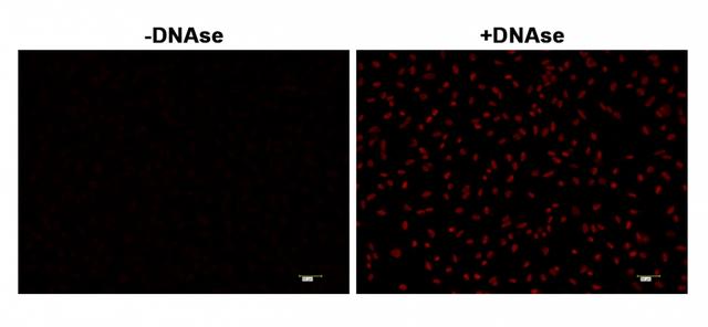 <strong>Fluorescence </strong><strong>images of TUNEL assay </strong><strong>with  </strong><strong>HeLa cells. </strong>  <br>HeLa cells were fixed and treated with or without DNAse for 60 mins at 37 °C. The cells were then stained with Cell Meter™ Fixed Cell and Tissue TUNEL Apoptosis Assay Kit (Cat#22855). DNA strand breaks showed intense fluorescent staining in DNAse treated cells. The signal was acquired with fluorescence microscope using a Cy5 filter set.<br> 