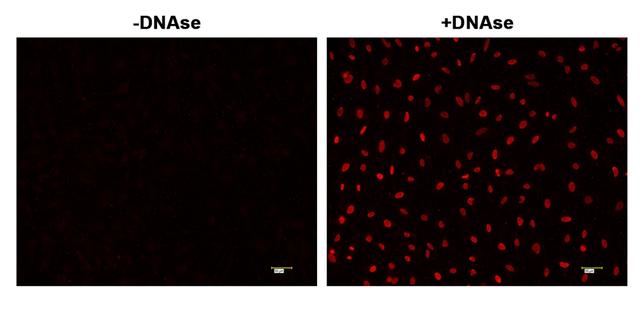 <strong>Fluorescence </strong><strong>images of TUNEL assay </strong><strong>with  </strong><strong>HeLa cells. </strong>  <br> HeLa cells were fixed and treated with or without DNAse for 60 mins at 37 °C. The cells were then stained with Cell Meter™ Fixed Cell and Tissue TUNEL Apoptosis Assay Kit. DNA strand breaks showed intense fluorescent staining in DNAse treated cells. The signal was acquired with fluorescence microscope using a Cy3 filter set.