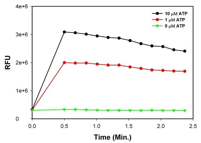 The ATP dose dependent intracellular calcium release was measured by Cell Meter&trade; Flow Cytometric Calcium Assay Kit in CHO-K1 cells. Cells were incubated with Calbryte&trade; 520 AM dye for 30 min at 37 &deg;C before ATP was added into the cells. The baseline was acquired and the rest of the cells were analyzed after the addition of ATP. The response was measured over time. The analysis was done on NovoCyte&trade; 3000 Flow Cytometer. <strong>A</strong>. 10 &micro;M, 1 &micro;M or 0 &micro;M ATP were added to the cells. The arrows on the graph indicate the time (30 sec) between addition of ATP and the actual analysis. <strong>B</strong>. Time-dependent changes of fluorescent signal.