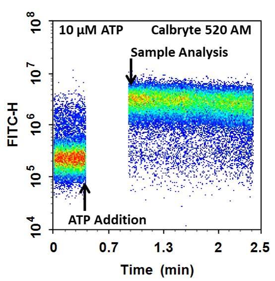 The ATP induced intracellular calcium release was measured by Cell Meter™ Flow Cytometric Calcium Assay Kit in CHO-K1 cells. Cells were incubated with Calbryte™ 520 AM dye for 30 min at 37 °C before 10 µM ATP was added into the cells. The baseline was acquired and the rest of the cells were analyzed after the addition of ATP. The response was measured over time. The analysis was done on NovoCyte™ 3000 Flow Cytometer. The arrows on the graph indicate the time (30 sec) between addition of ATP and the actual analysis.