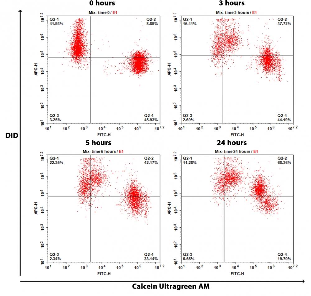 The GAP junctions were analyzed by flow cytometry. HeLa cells were stained with Calcein Ultragreen AM and DiD separately as per the protocol.  Cells were mixed well with 1:1 ratio and replated with cell culture medium. Response was measured using NovoCyte flow cytometer (ACEA Biosciences) with FITC and APC channel. As time progress, Q2-2 population (double positive population) increases.