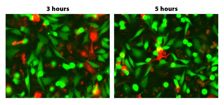 GAP junctions were analyzed by fluorescence microscopy