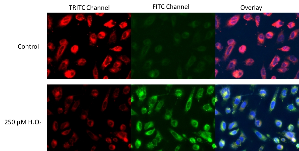 HeLa cells were stained with 1X Lipoxite™ R590/G525 for 30 mins in complete growth medium at 37°C. For H<sub>2</sub>O<sub>2</sub> treatment, approximately 250 µM of H<sub>2</sub>O<sub>2</sub> were added to the cells and incubated for 30 mins. The cells were then incubated with 1X Lipoxite™ R590/G525, and stained with Hoechst 33342 during the last 10 mins of incubation. The cells were washed 3 times with HHBS and imaged with a Keyence fluorescent microscope. With H<sub>2</sub>O<sub>2</sub> treatment, a clear shift of fluorescence signal of red to green was observed.