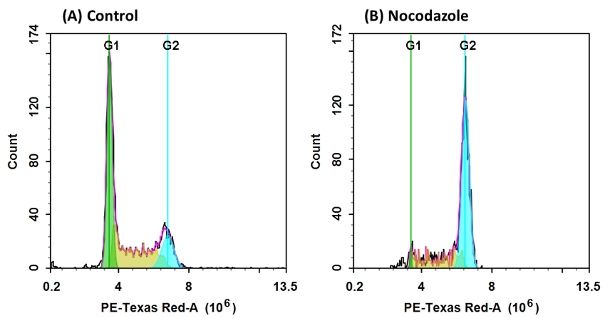 <p>DNA profile in growing and nocodazole treated Jurkat cells. Jurkat cells were treated without (A) or with 100 ng/ml Nocodazole (B) in 37 °C, 5% CO2 incubator for 24 hours before fixed with 70% ethanol, dye loaded with Nuclear Red™ CCS1 and treated with RNase A were loaded for 30 minutes. The fluorescence intensity of Nuclear Red™ CCS1 was measured with ACEA NovoCyte flow cytometer with the channel of PE-Texas Red. In growing Jurkat cells (A), nuclear stained with Nuclear Red™ CCS1 shows G1, S, and G2 phases (A). In nocodazole treated G2 arrested cells (B), frequency of G2 cells increased dramatically and G1, S phase frequency decreased significantly.</p>