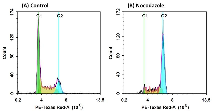 DNA profile in growing and nocodazole treated Jurkat cells. Jurkat cells were treated without (A) or with 100 ng/ml Nocodazole (B) in 37 &deg;C, 5% CO2 incubator for 24 hours before fixed with 70% ethanol, dye loaded with Nuclear Red&trade; CCS1 and treated with RNase A were loaded for 30 minutes. The fluorescence intensity of Nuclear Red&trade; CCS1 was measured with ACEA NovoCyte flow cytometer with the channel of PE-Texas Red. In growing Jurkat cells (A), nuclear stained with Nuclear Red&trade; CCS1 shows G1, S, and G2 phases (A). In nocodazole treated G2 arrested cells (B), frequency of G2 cells increased dramatically and G1, S phase frequency decreased significantly.