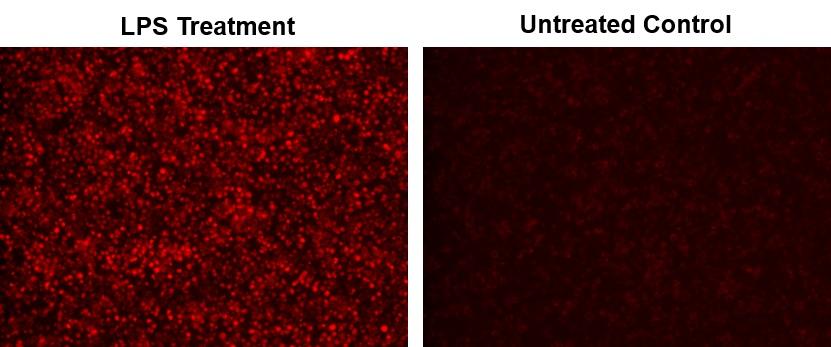 Fluorescence images of endogenous nitric oxide (NO) measurement in RAW 264.7 macrophage cells using Cell Meter&trade; Fluorimetric Intracellular Nitric Oxide Activity Assay Kit (Cat#16359). Raw 264.7 cells at 100,000 cells/well/100 &micro;L were seeded overnight in a Costar black wall/clear bottom 96-well plate. Cells were co-incubated with Nitrixyte&trade; NIR, with or without 20 &micro;g/mL of lipopolysaccharide (LPS) and 1 mM L-Arginine (L-Arg) in cell culture medium at 37 &deg;C for 16 hours. The solution in each well was removed, and Assay Buffer II was added before fluorescence measurement. The fluorescence signal was measured using fluorescence microscope with a Cy5&reg; filter.