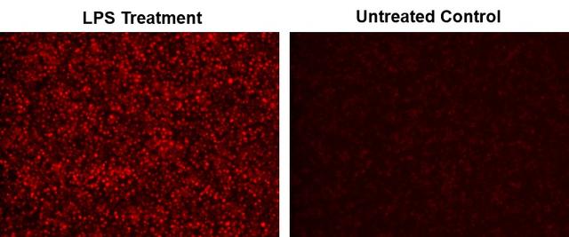 Fluorescence images of endogenous nitric oxide (NO) measurement in RAW 264.7 macrophage cells using Cell Meter&trade; Fluorimetric Intracellular Nitric Oxide Activity Assay Kit (Cat#16359). Raw 264.7 cells at 100,000 cells/well/100 &micro;L were seeded overnight in a Costar black wall/clear bottom 96-well plate. Cells were co-incubated with Nitrixyte&trade; NIR, with or without 20 &micro;g/mL of lipopolysaccharide (LPS) and 1 mM L-Arginine (L-Arg) in cell culture medium at 37 &deg;C for 16 hours. The solution in each well was removed, and Assay Buffer II was added before fluorescence measurement. The fluorescence signal was measured using fluorescence microscope with a Cy5&reg; filter.