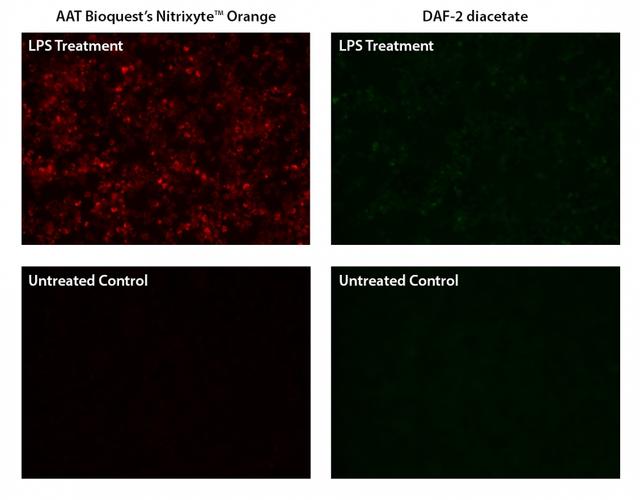 Fluorescence images of endogenous nitric oxide (NO) detection in RAW 264.7 macrophage. Cells were incubated with AAT&rsquo;s Nitrixyte&trade; Orange (Left) or DAF-2 diacetate (Right) at the same concentration,&nbsp; then treated with or without 20 &micro;g/mL of lipopolysaccharide (LPS) and 1 mM L-arginine (L-Arg) at 37&deg;C for 16 hours. The fluorescence signals were measured using a fluorescence microscope equipped with a TRITC (Left) or FITC (Right) filter set, respectively.