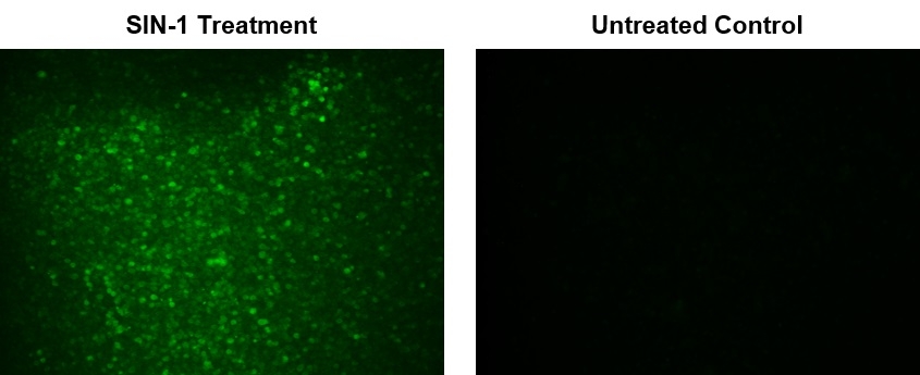 Fluorescence images of intracellular peroxynitrite in RAW 264.7 macrophage cells using Cell Meter™ Fluorimetric Intracellular Peroxynitrite Assay Kit (Cat#16315). Raw 264.7 cells at 100,000 cells/well/100 µL were seeded overnight in a Costar black wall/clear bottom 96-well plate. SIN-1 Treatment: Cells were co-incubated with DAX-J2™ PON Green and 100 µM SIN-1 at 37 °C for 1 hour. Untreated control: The RAW 264.7 cells were incubated with DAX-J2™ PON Green without SIN-1 treatment. The fluorescence signals were measured using a fluorescence microscope with a FITC filter