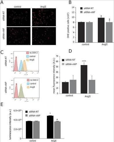 Effects of gene silencing of endothelial vWF on Ang II-induced O2− production, peroxynitrite levels and NADPH oxidase activity. (A) Representative images of DHE staining of wild type and vWF-knockdown cell in resting conditions and after the exposure to AngII. (B) vWF downregulation prevented the increase of anion superoxide generation; the results are shown as number of DHE positive cells per sample; (C) vWF downregulation prevented the increase in peroxynitrite levels observed in control cells after exposure to AngII. In panel D, results are shown as arbitrary units of fluorescence intensity; (E) vWF downregulation prevented the increase in NADPH activity levels observed in control cells after exposure to AngII. Results are shown as arbitrary units of luminescence intensity. siRNA NT: non-targeting siRNA; siRNA vWF: anti-vWF siRNA; AngII: angiotensin II. All measurements are mean ± SD, n = 3 independent experiments performed in triplicate. *p < 0.05 vs. control at rest; §p < 0.05 vs. siRNA-NT under AngII. Source: <strong>Gene silencing of endothelial von Willebrand Factor attenuates angiotensin II-induced endothelin-1 expression in porcine aortic endothelial cells </strong>by Dushpanova et al., <em>Scientific Reports</em>, July 2016.