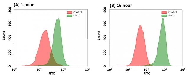 Detection of peroxynitrite in Jurkat cells upon SIN-1 treatment using AAT Cell Meter&trade; Fluorimetric Intracellular Peroxynitrite Assay Kit (Cat#16317). (A) Jurkat cells were co-incubated with DAX-J2&trade; PON Green and 200 &micro;M SIN-1 in full medium at 37 &ordm;C for 1 hour. (B) Cells were stained with DAX-J2&trade; PON Green for 1 hour, washed with PBS and then incubated with 200 &micro;M SIN-1 in full medium at 37 &ordm;C for 16 hours. Cells stained with DAX-J2&trade; PON Green but without SIN-1 treatment were used as a control. Fluorescence intensity was measured using ACEA NovoCyte flow cytometer in FITC channel.