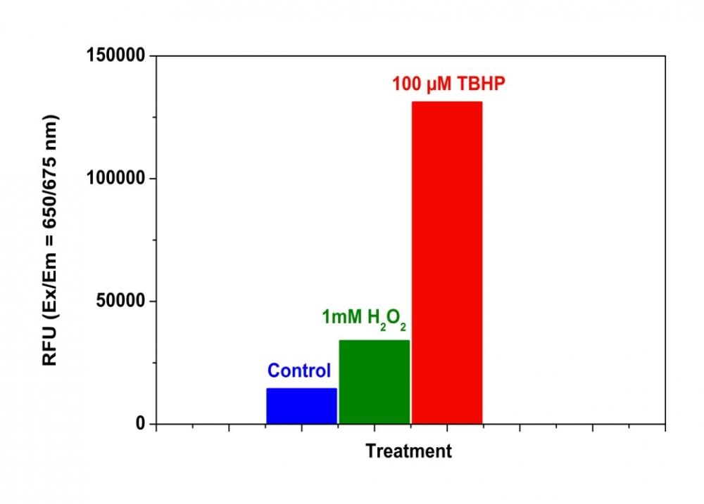 Detection of ROS in HeLa cells with Cell Meter™ Fluorimetric Intracellular Total ROS Activity Assay Kit. HeLa cells were seeded overnight at 15,000 cells/90 µL/well in a Costar black wall/clear bottom 96-well plate. The cells were untreated (control) or treated with 1 mM H<sub>2</sub>O<sub>2</sub> or 100 µM tert-butyl hydroperoxide (TBHP) for 30 minutes at 37 °C. The ROS Brite™ 670 working solution (100 µL/well) was added and incubated in a 5% CO2, 37 °C incubator for 1 hour. The fluorescence signal were monitored at Ex/Em = 650/675 nm (Cutoff = 665 nm) with bottom read mode using FlexStation (Molecular Devices).