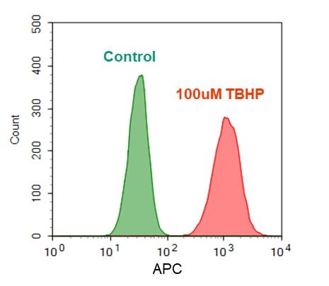 Detection of ROS in Jurkat cells. Jurkat cells were treated without (Green) or with 100µM tert-butyl hydroperoxide (TBHP) (Red) for 30min at 37 °C, and then loaded with ROS Brite™ 670 in a 5% CO<sub>2</sub>, 37 °C incubator for 1 hour. The fluorescence intensities were measured with APC channel using a flow cytometer (NovoCyte 3000, ACEA).