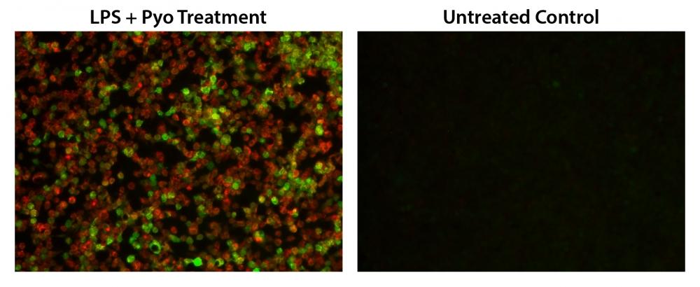 Fluorescence images of simultaneous detection of intracellular nitric oxide (NO) and total ROS in RAW 264.7 macrophage. Cells were co-stained with Nitrixyte™ Orange (Red) and Amplite™ ROS Green (Green). The cells were then treated with or without 20 µg/mL of lipopolysaccharide (LPS), 1 mM L-arginine (L-Arg) and 50 µM Pyocyanin (Pyo) at 37°C for 16 hours. The fluorescence signals were measured using fluorescence microscope equipped with TRITC (Nitrixyte™ Orange, Red) and FITC (Amplite™ ROS Green, Green) filter sets, simultaneously.