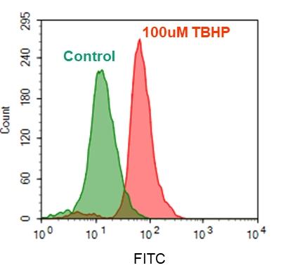 Detection of intracellular ROS in Jurkat cells upon TBHP treatment using Cell Meter&trade; Fluorimetric Intracellular Total ROS Activity Assay Kit. Cells were incubated with Amplite® ROS Green at 37 &deg;C for 1 hour. The cells were then treated without (Green) or with (Red) 100 &micro;M TBHP at 37 &deg;C for 30 minutes. The fluorescence signal was monitored at&nbsp;FITC channel using a flow cytometer (Acea NovoCyte 3000).