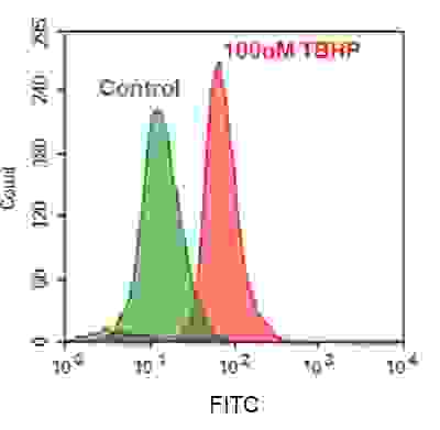 Detection of intracellular ROS in Jurkat cells upon TBHP treatment using Cell Meter™ Fluorimetric Intracellular Total ROS Activity Assay Kit. Cells were incubated with Amplite™ ROS Green at 37 °C for 1 hour. The cells were then treated without (Green) or with (Red) 100 µM TBHP at 37 °C for 30 minutes. The fluorescence signal was monitored at FITC channel using a flow cytometer (Acea NovoCyte 3000).